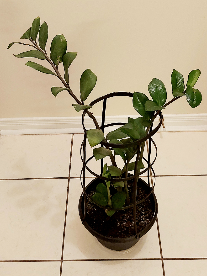 Tall Plant thumbnail