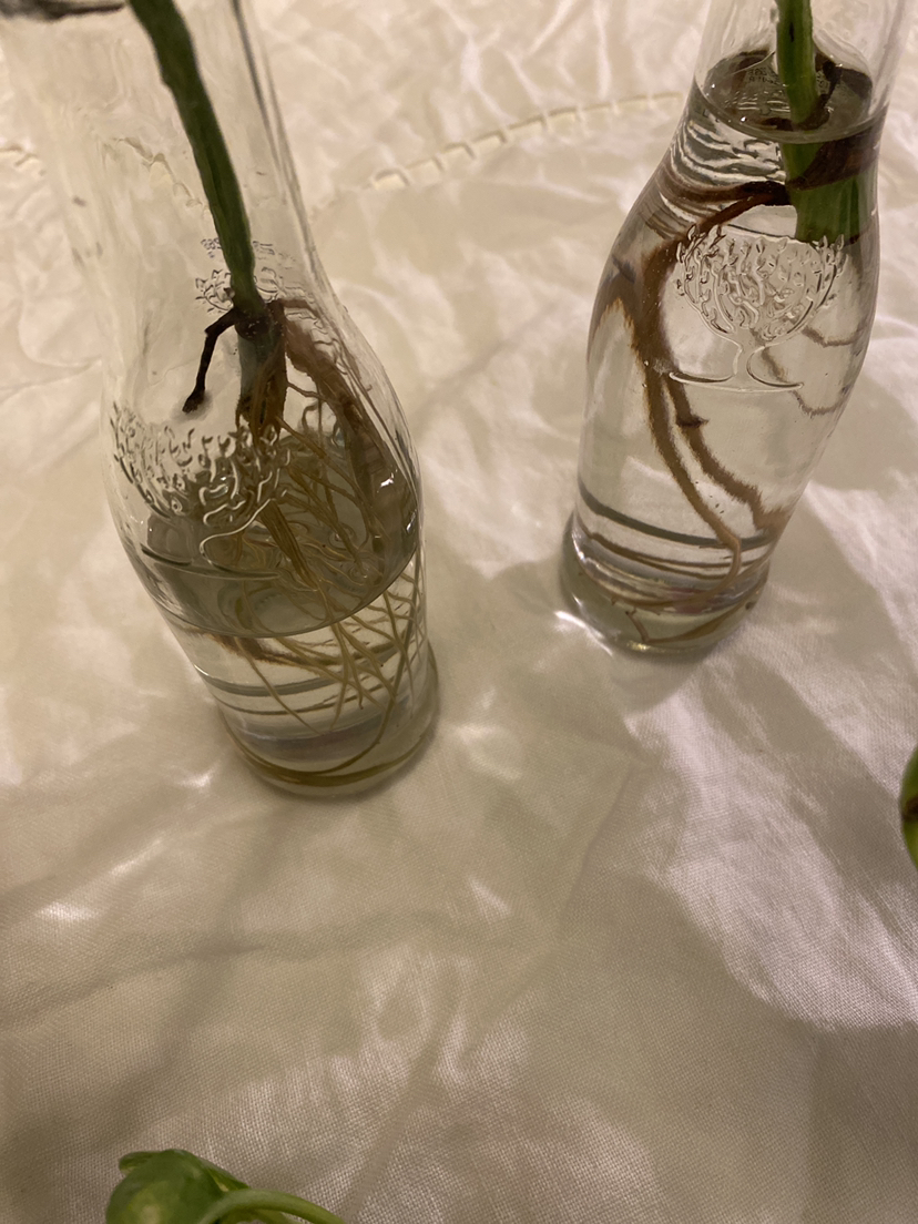 POTHOS PROPAGATIONS image indicator(2)
