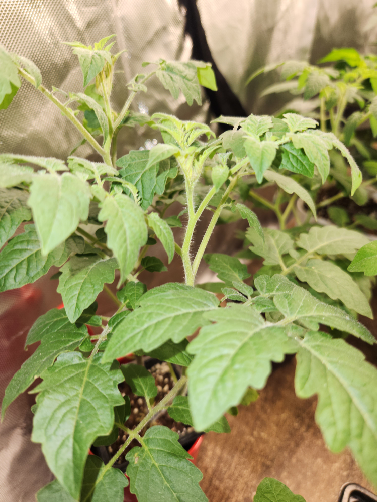 Sweet Cherry Tomatoe plants - photo 2