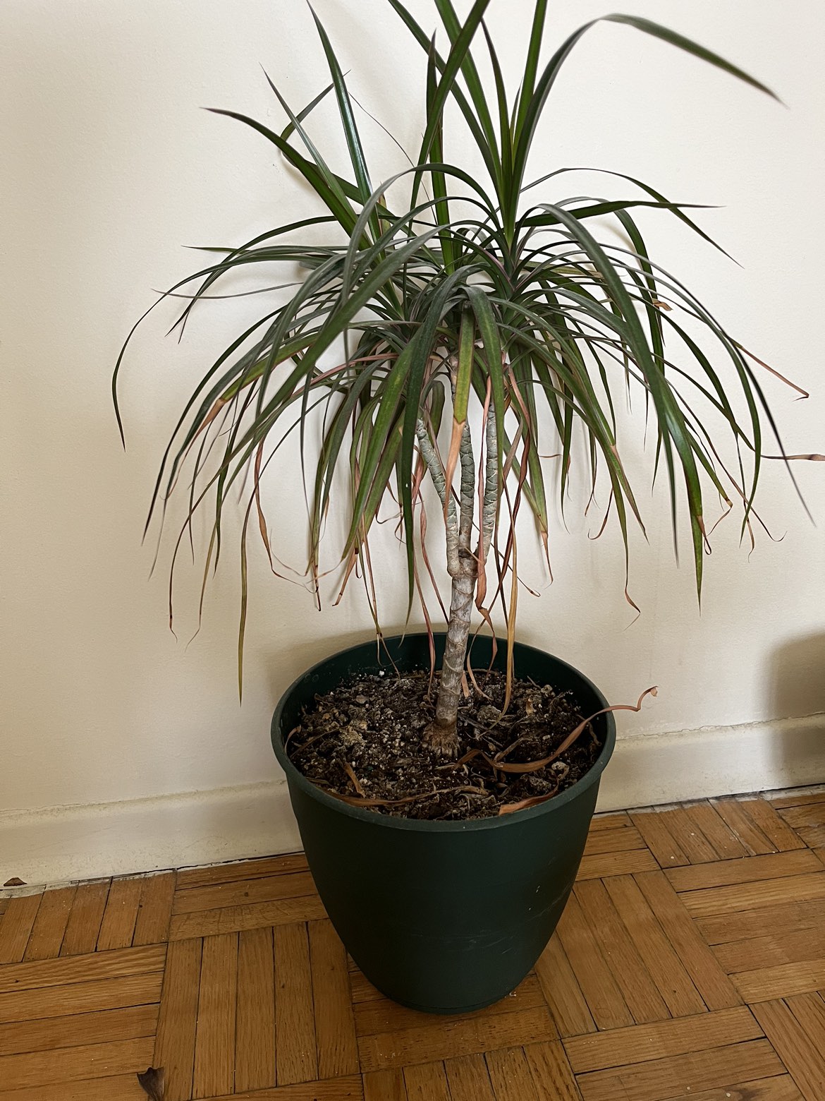 Plants (read description) - photo 4