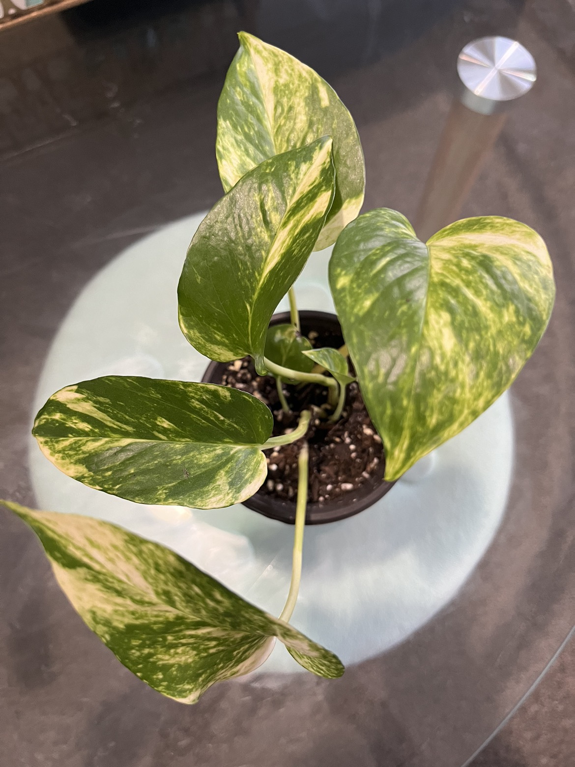 Golden pothos - photo 3