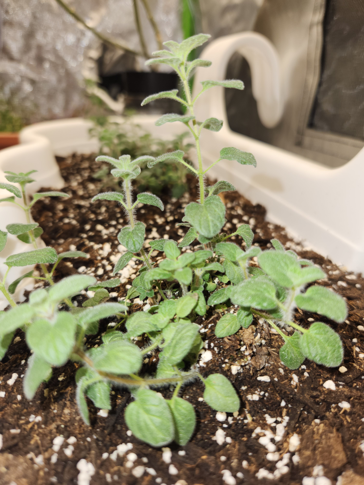 Oregano for sale
