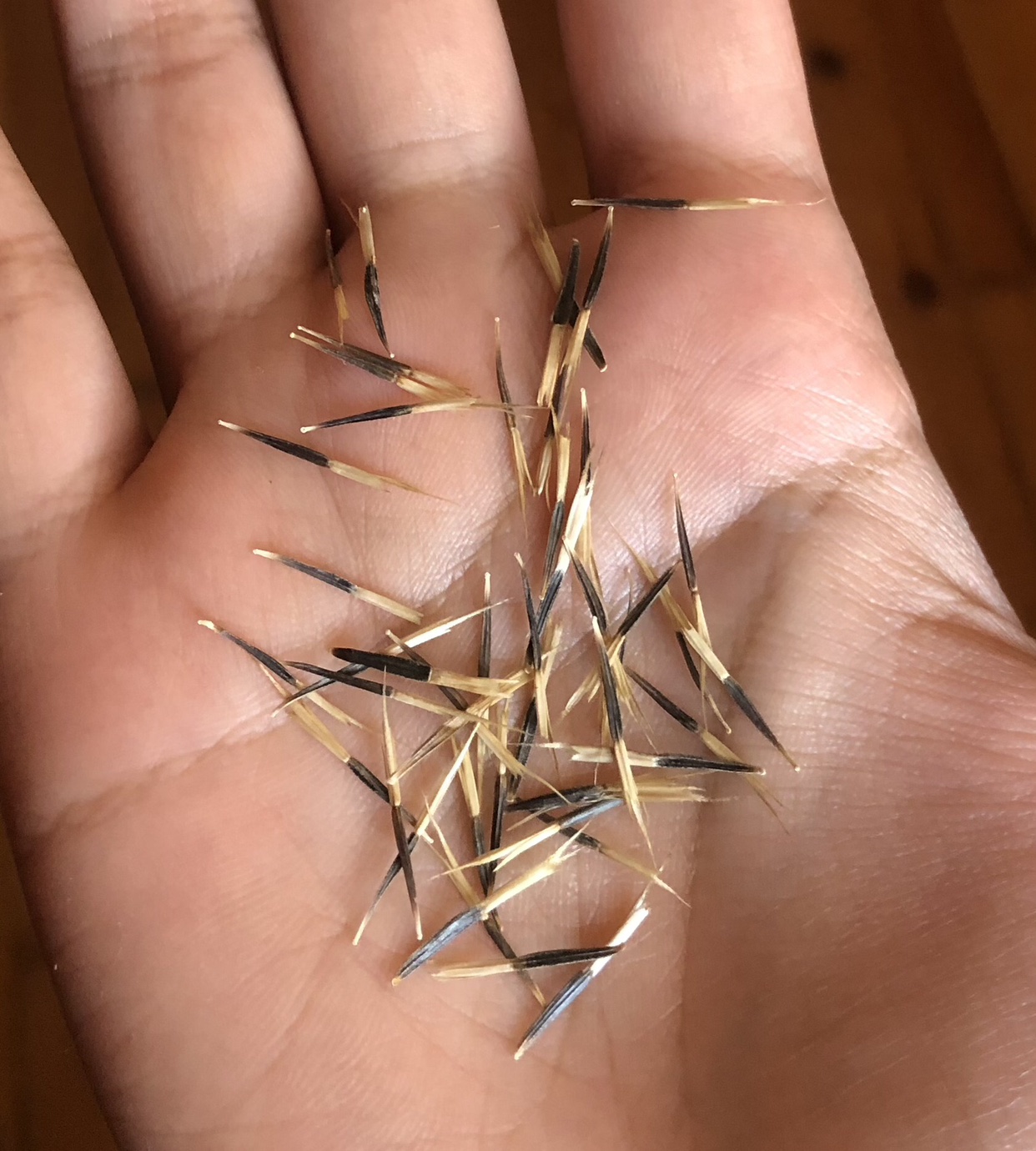 Marigold seeds (#freecycle) image indicator(2)