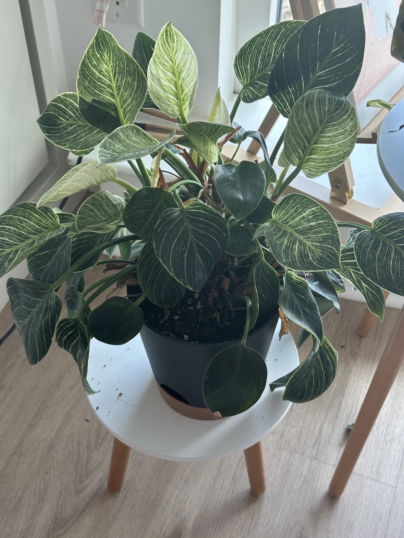 Plants + vase - photo 3