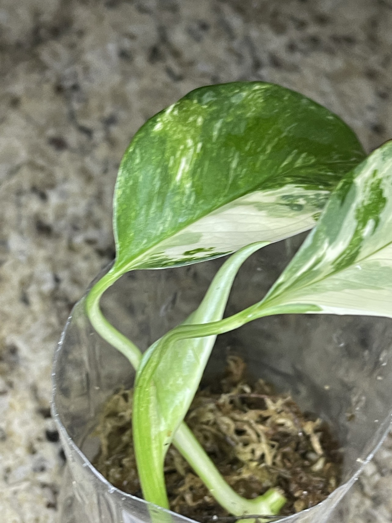 Monstera Lechleriana Variegated thumbnail