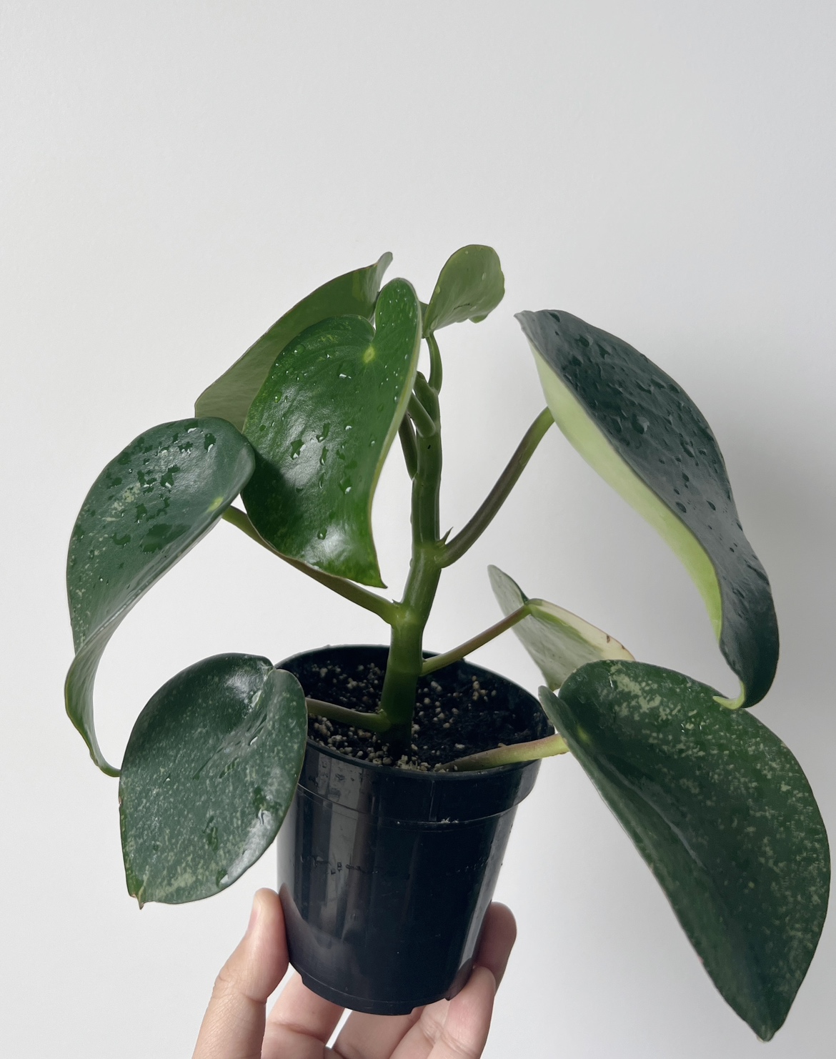 Houseplant 🪴 Peperomia raindrop image indicator(4)