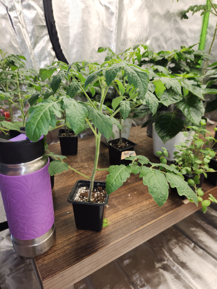Sweet Cherry Tomatoe plants