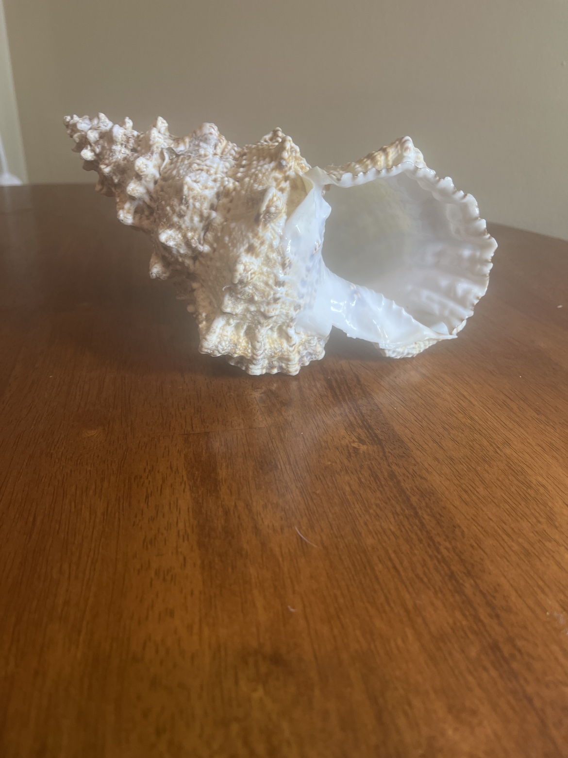 Seashell image indicator(2)