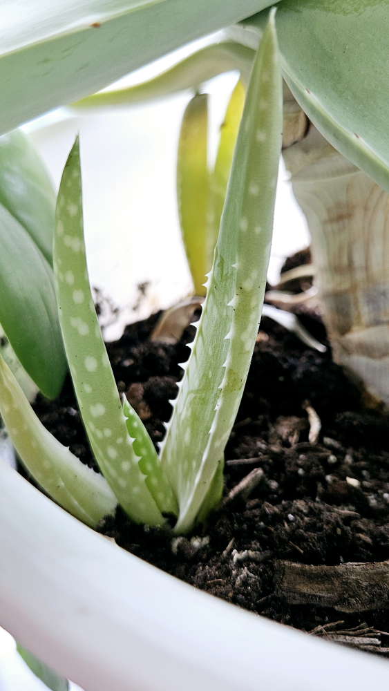 Aloe Vera Pups thumbnail