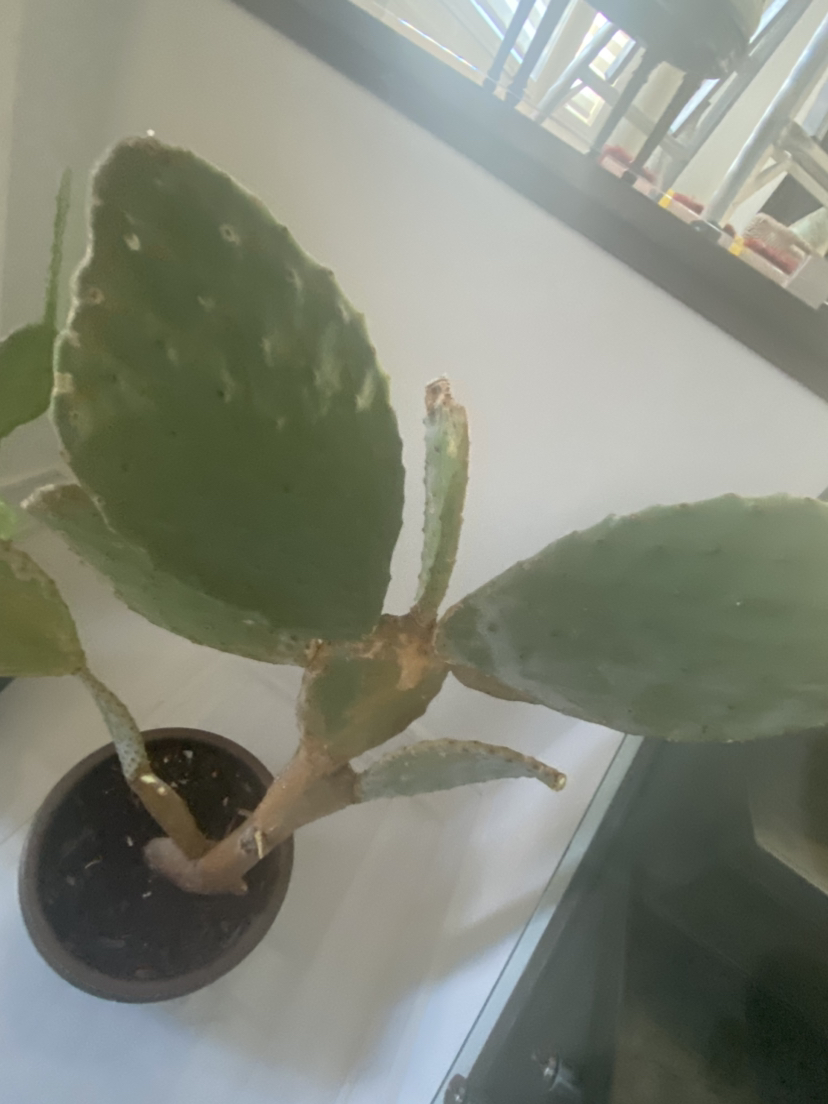 2XBeautiful cactus planter-Free image indicator(2)