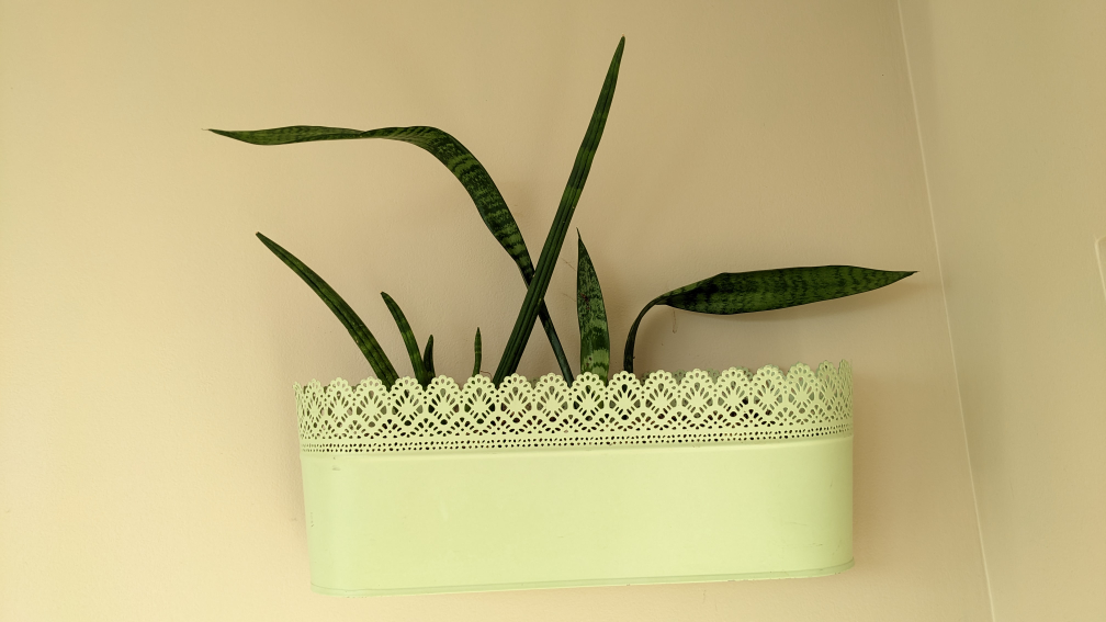 planters🥕 image indicator(5)