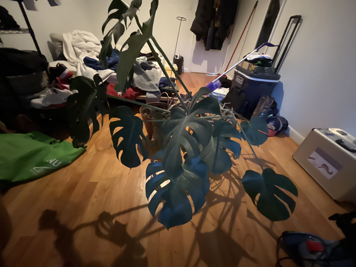 Huge Healthy Monstera - photo 4