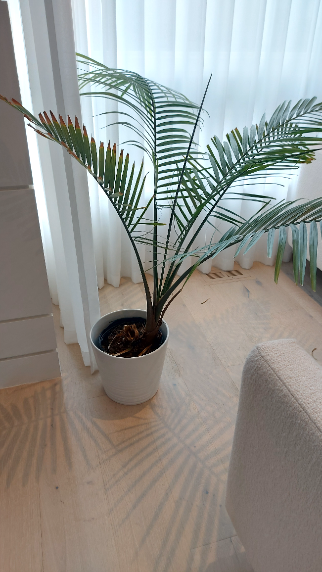 3.5 foot tall Palm Majesty with a white pot thumbnail