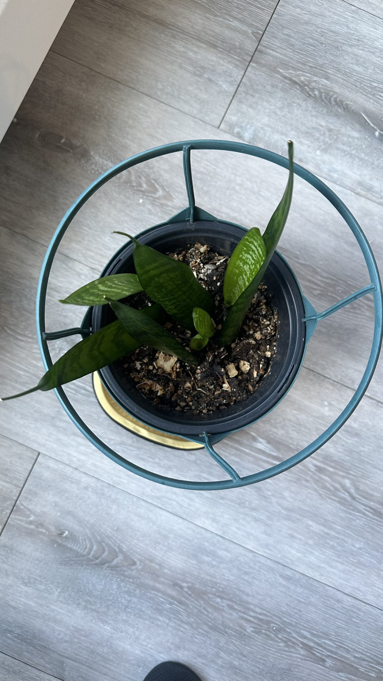 🧿 SPRING CLEANING SALE 🧿 Senseveria Plant, $15