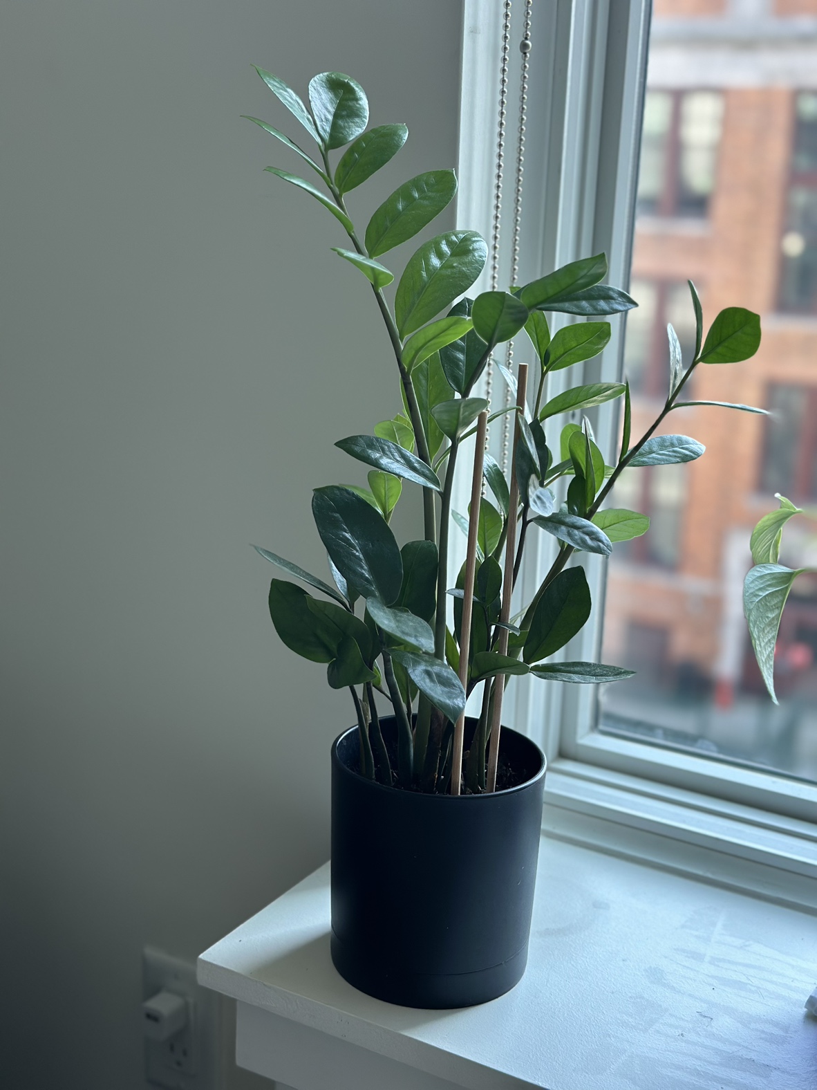 Live plants for sale