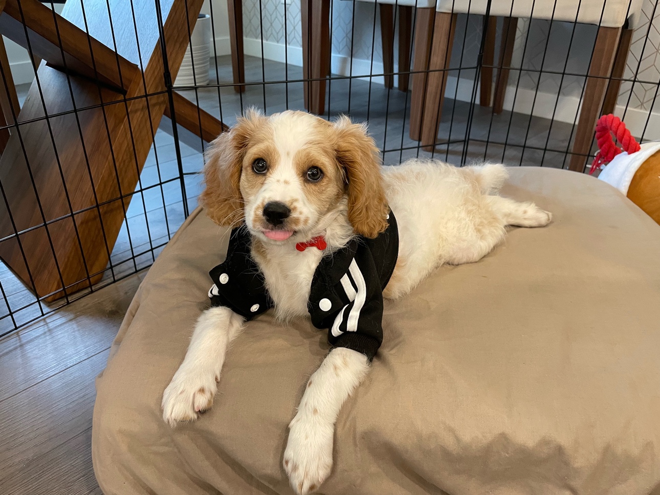 Adidog dog tracksuit