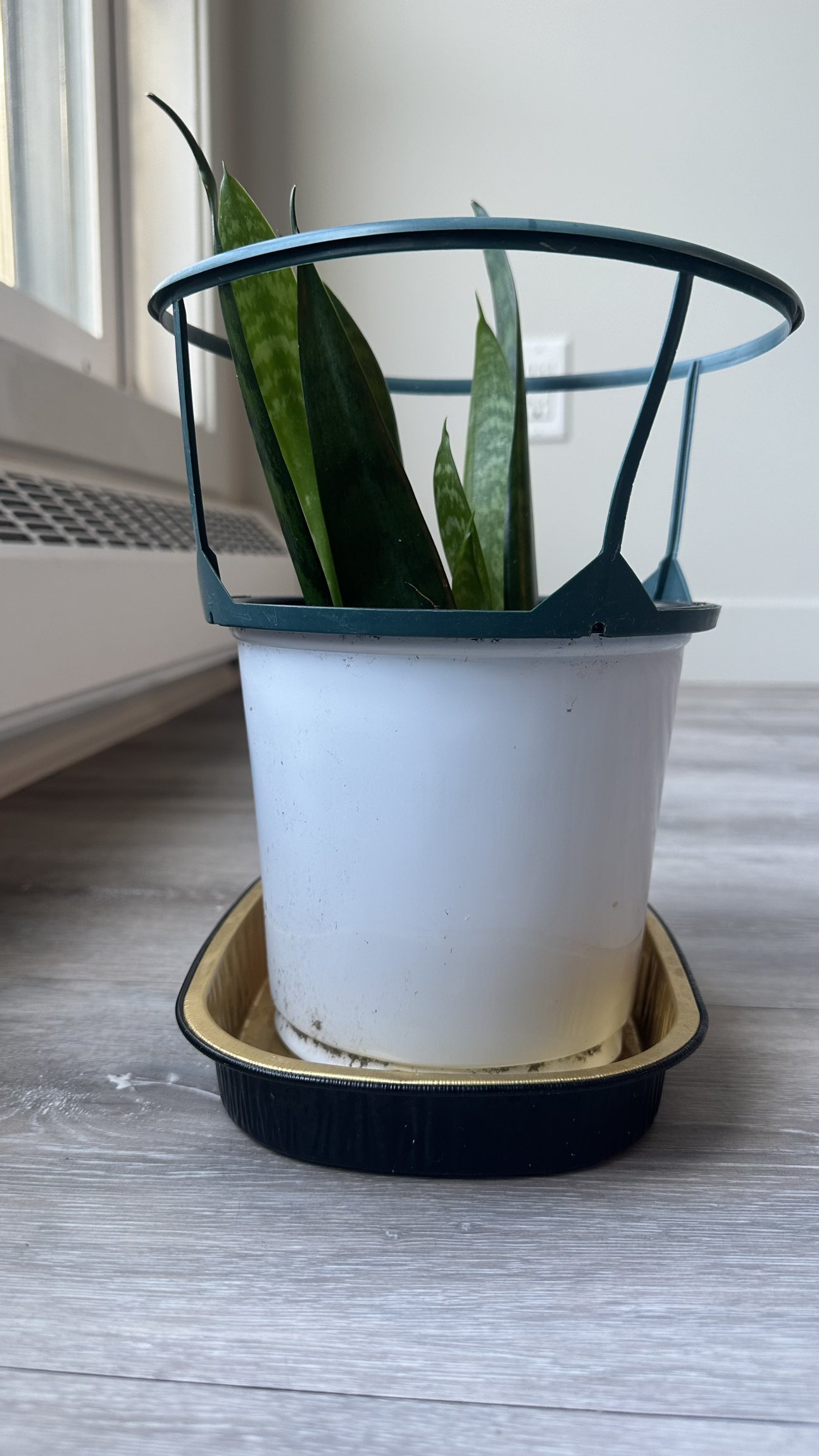 🧿 SPRING CLEANING SALE 🧿 Senseveria Plant, $15 - photo 2