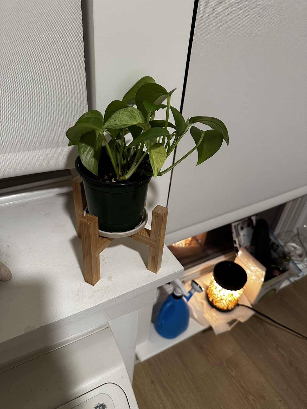 Live plants - photo 5