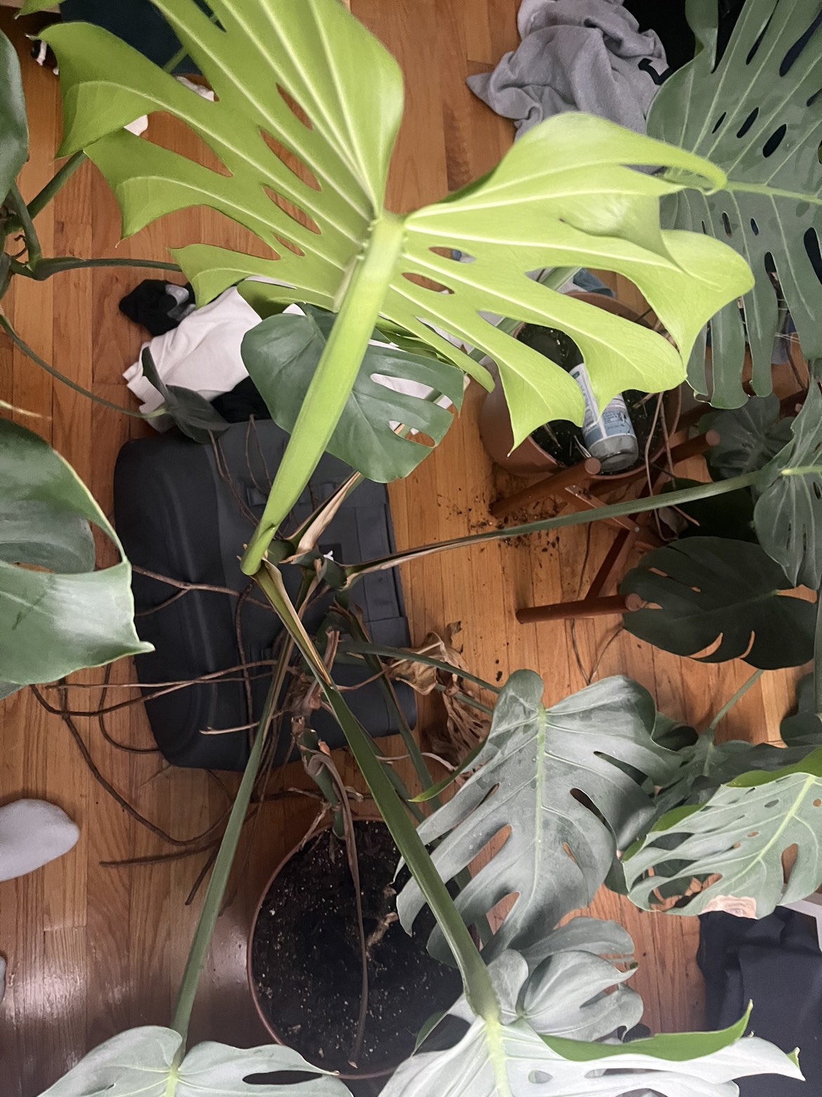 Monstera - photo 5