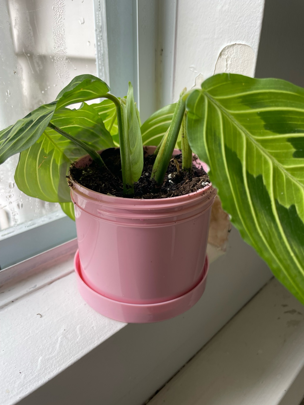 Plant❗️Reduced - photo 3
