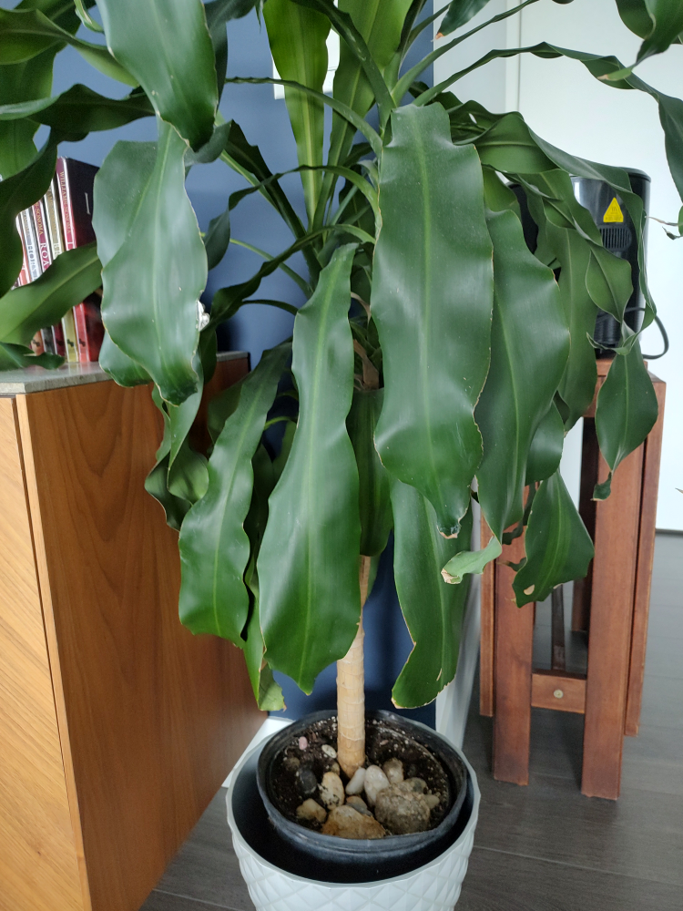 House Plant- 4.5 Feet Tall - photo 2