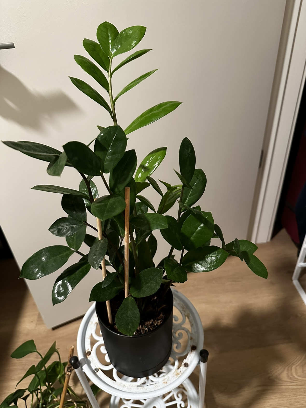 Live plants