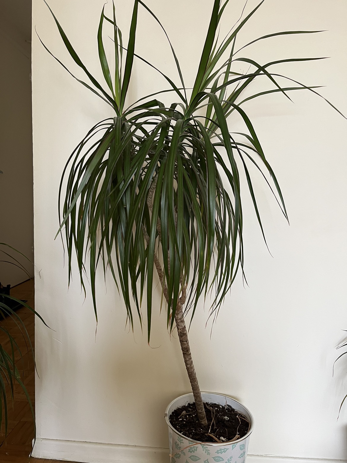 Plants (read description) - photo 3