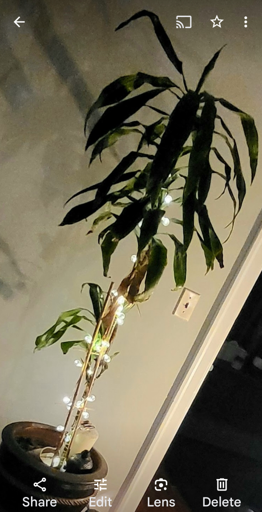 5' Houseplant🥕