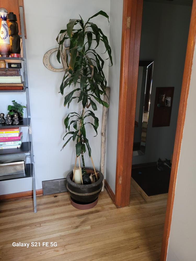 5' Houseplant🥕 - photo 2