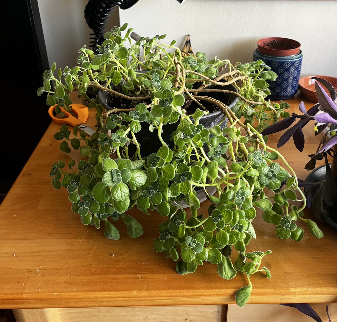 Plant purge $10 each or $40 for all 5 - photo 3