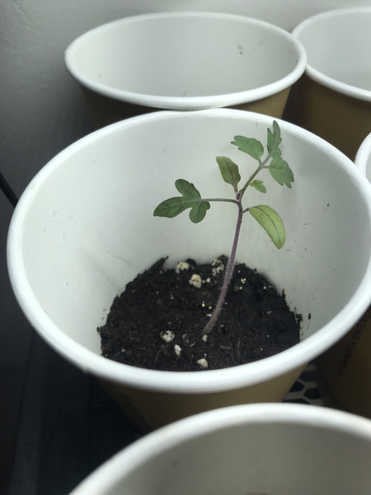 Yellow Cherry Tomato Seedlings 🌱 image indicator(2)
