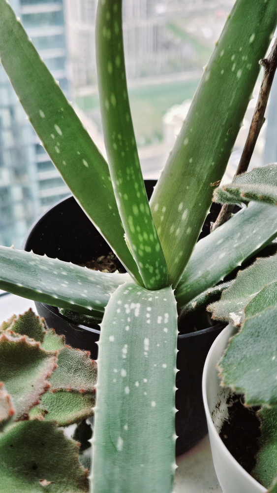 Beautiful Young Aloe Vera thumbnail
