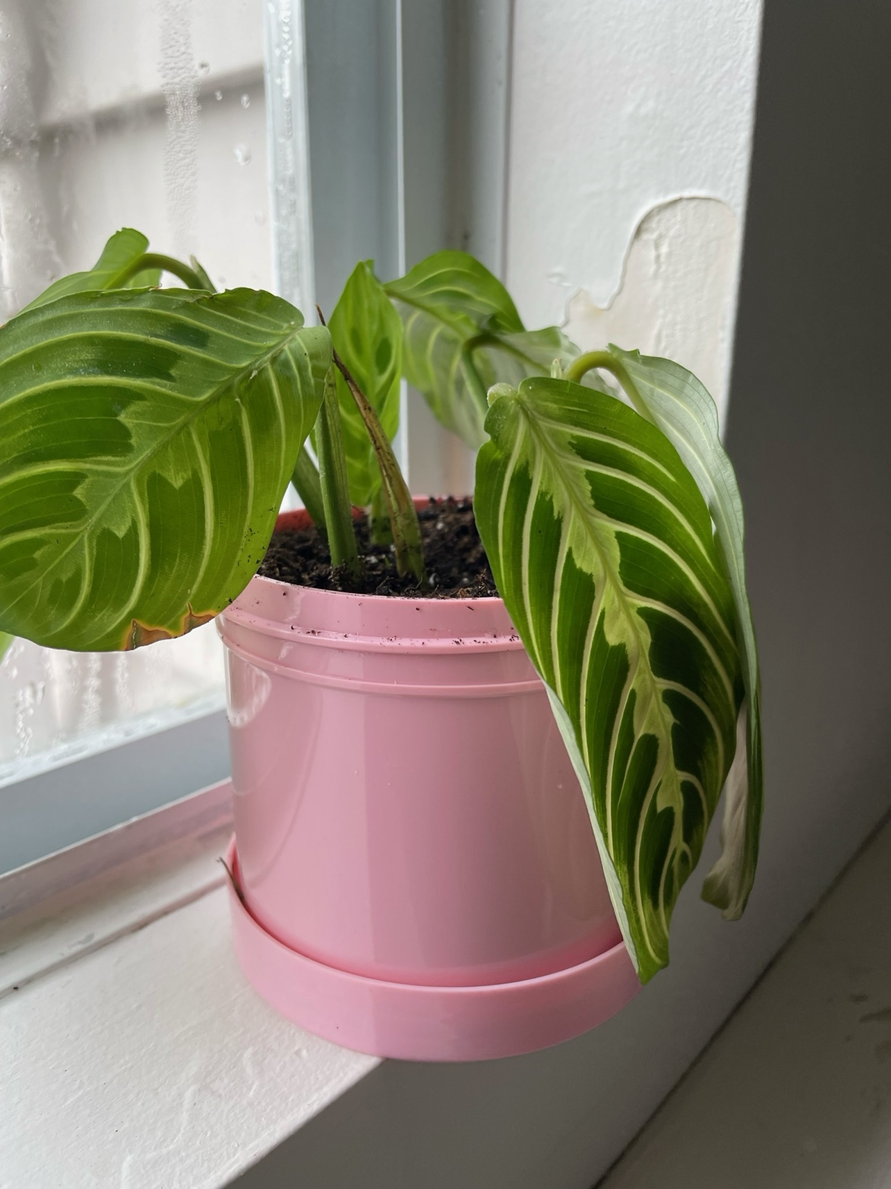 Plant❗️Reduced - photo 2