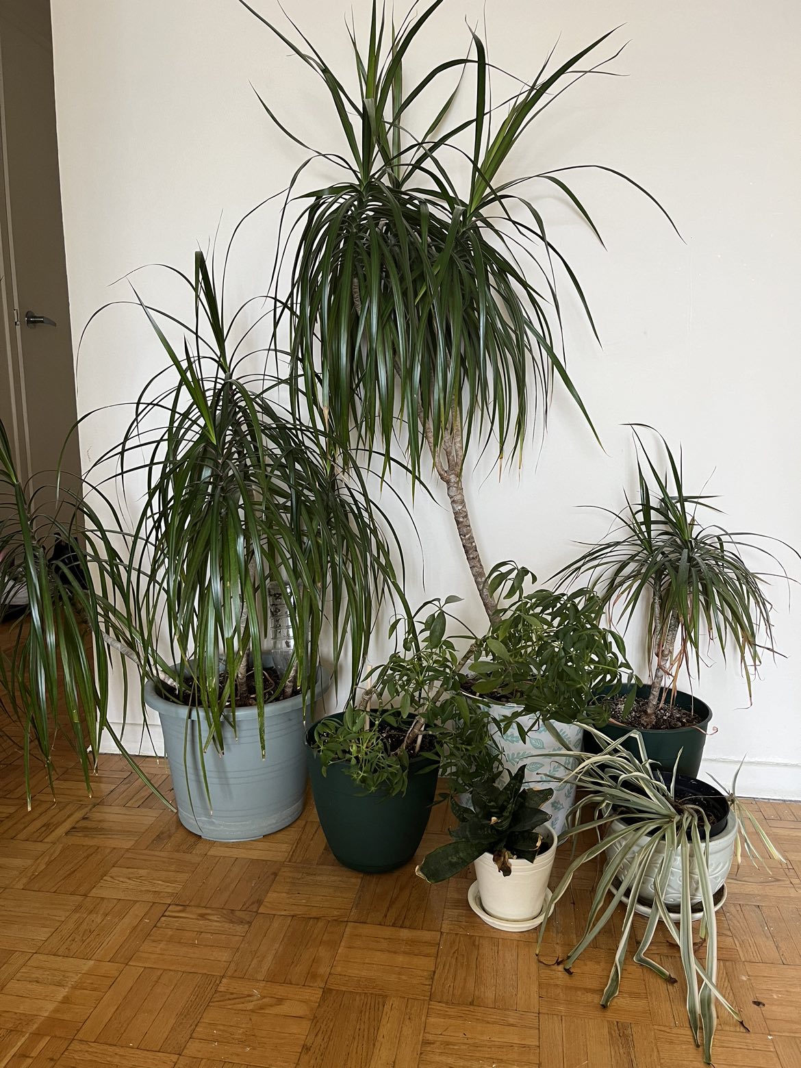 Plants (read description)