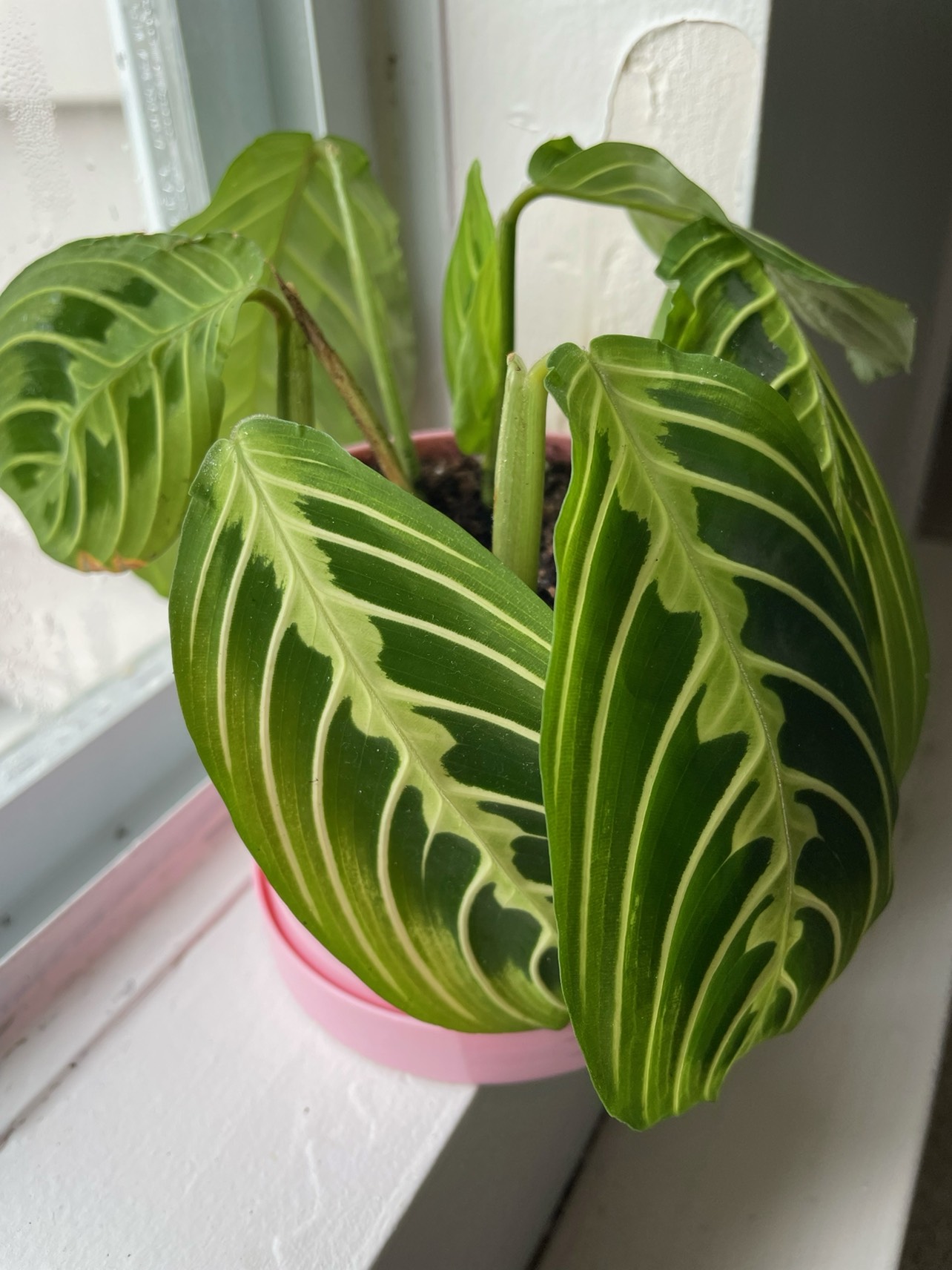 Plant❗️Reduced - photo 4