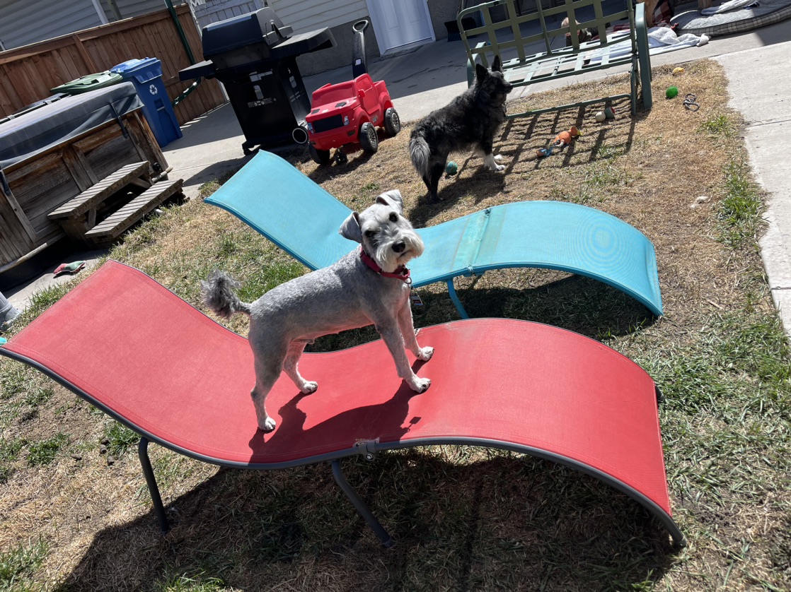 Patio Lounge Chaies - photo 4