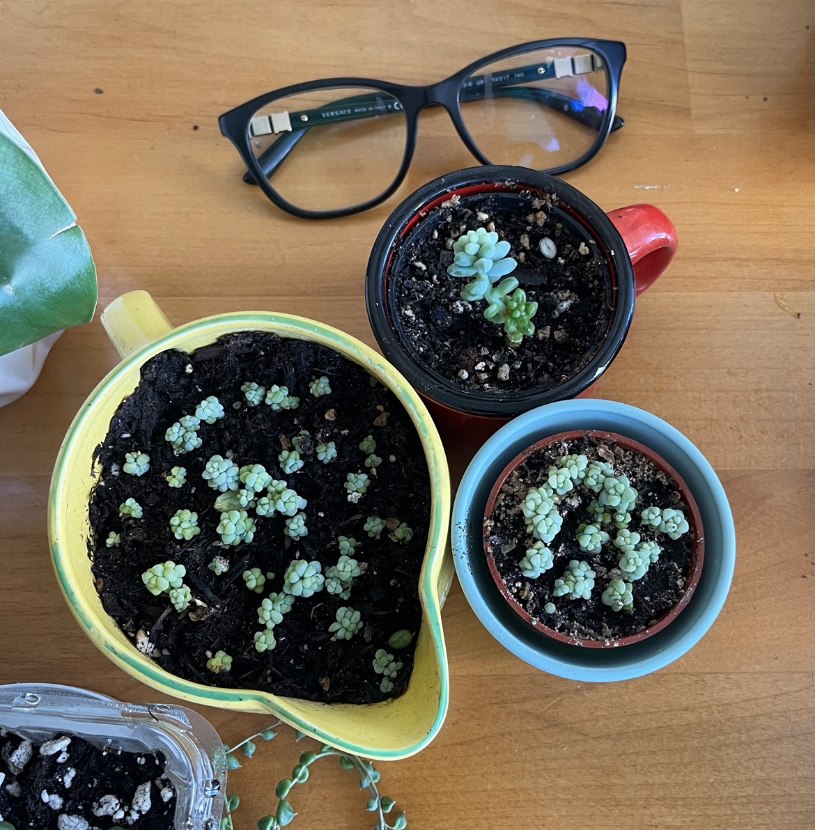 Plant purge $10 each or $40 for all 5 - photo 4