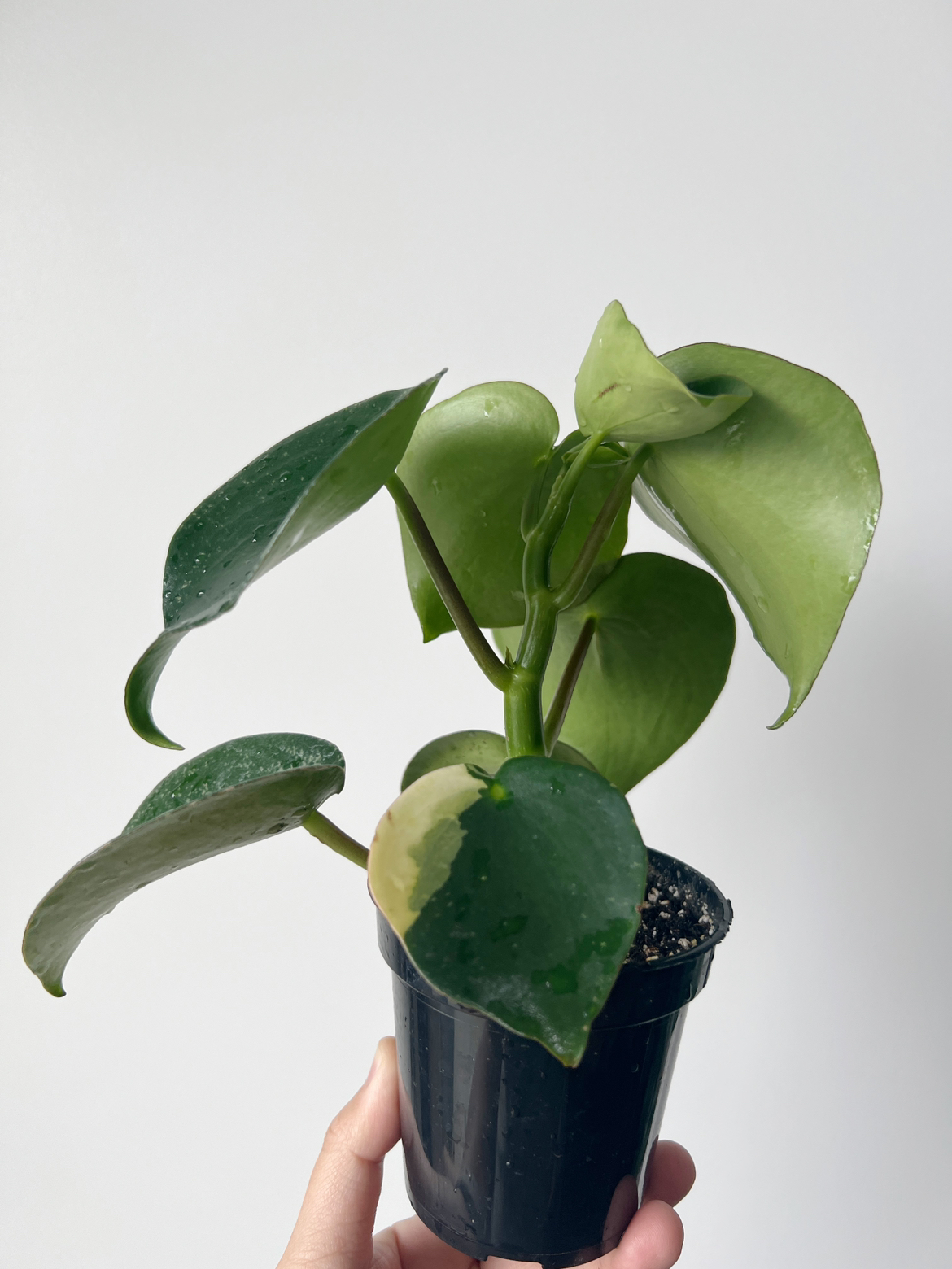 Houseplant 🪴 Peperomia raindrop image indicator(2)