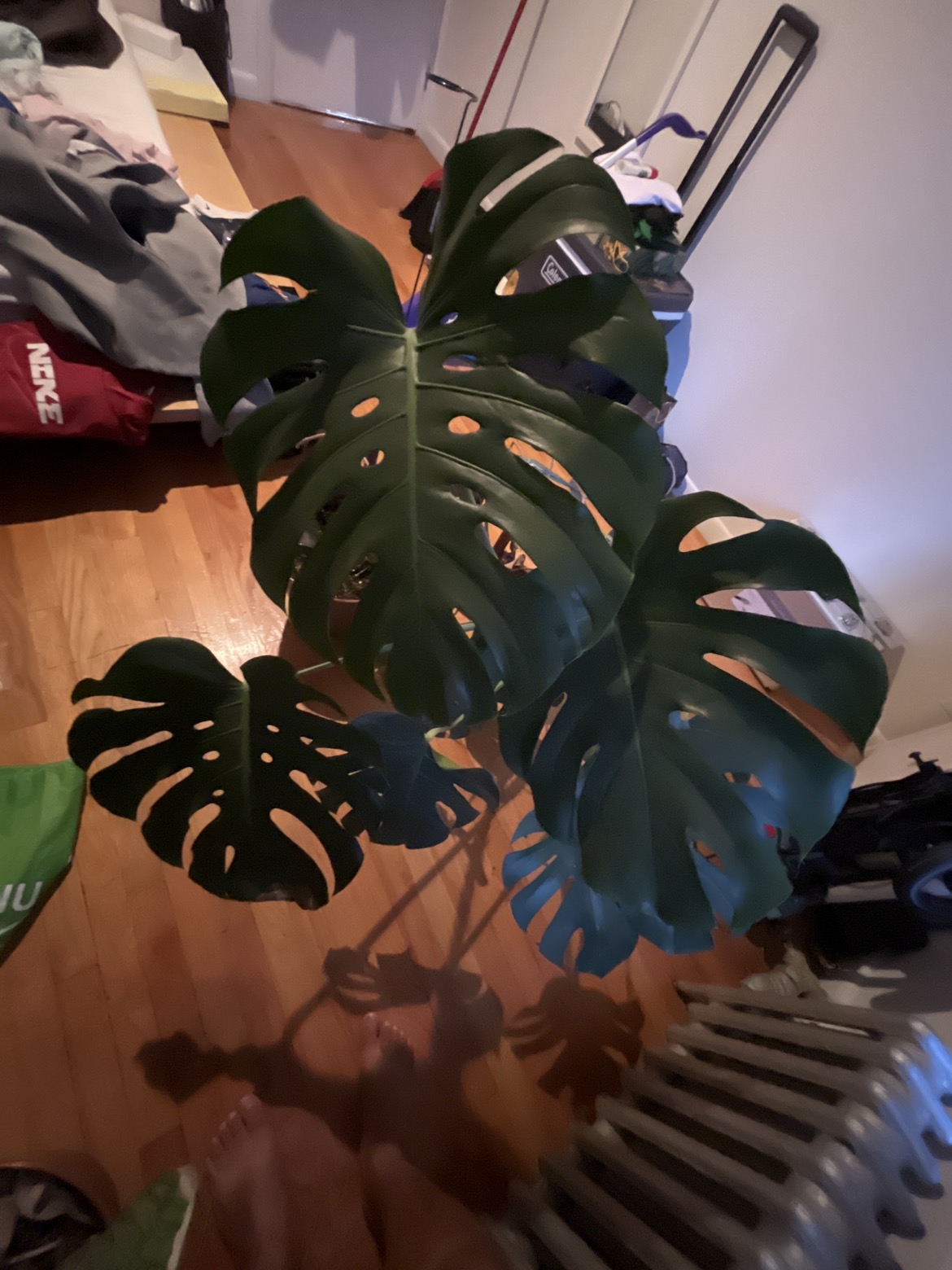 Huge Healthy Monstera