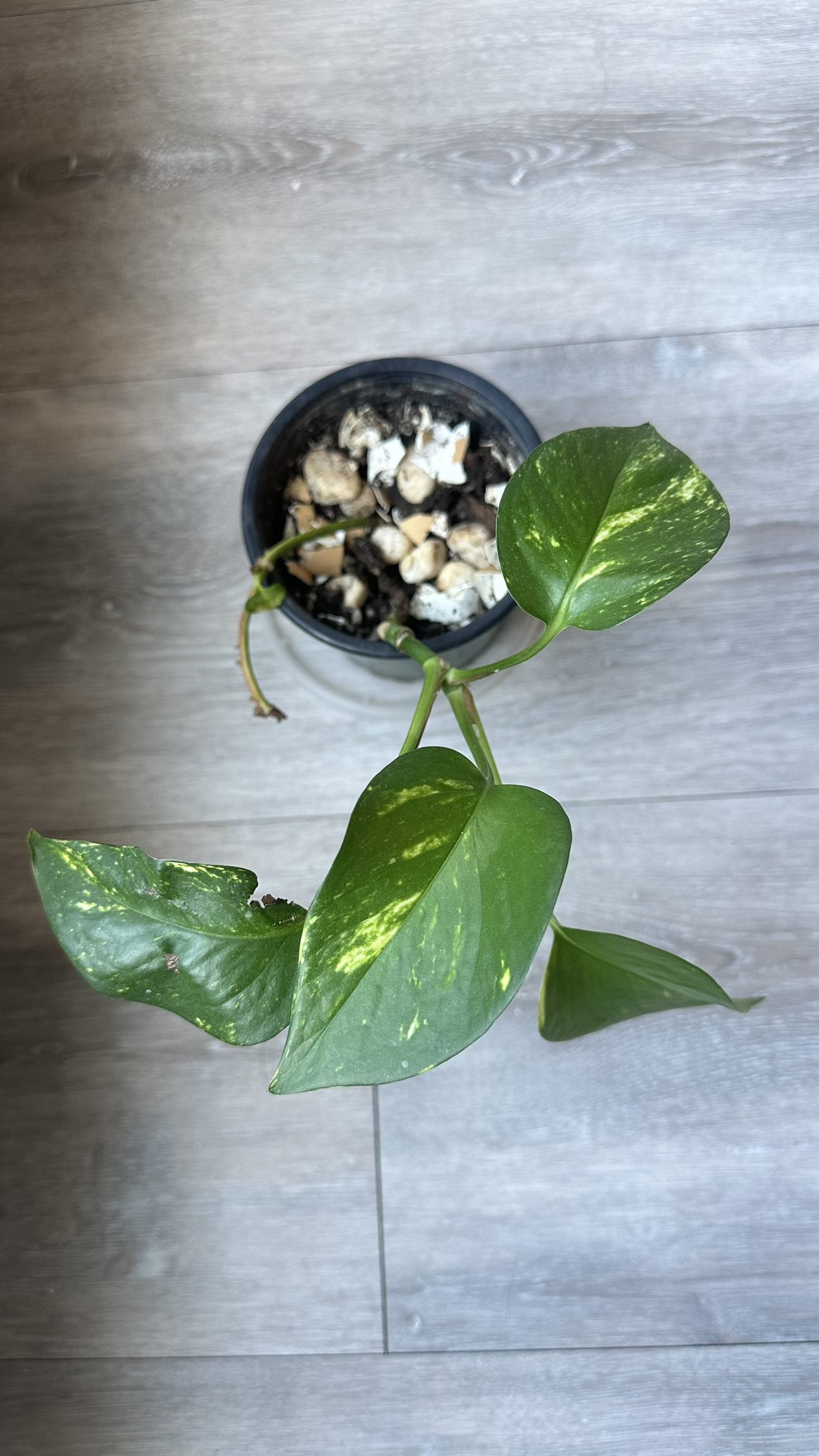 🧿 SPRING CLEANING SALE 🧿 Water Plant/ Pothos, $5 - photo 2