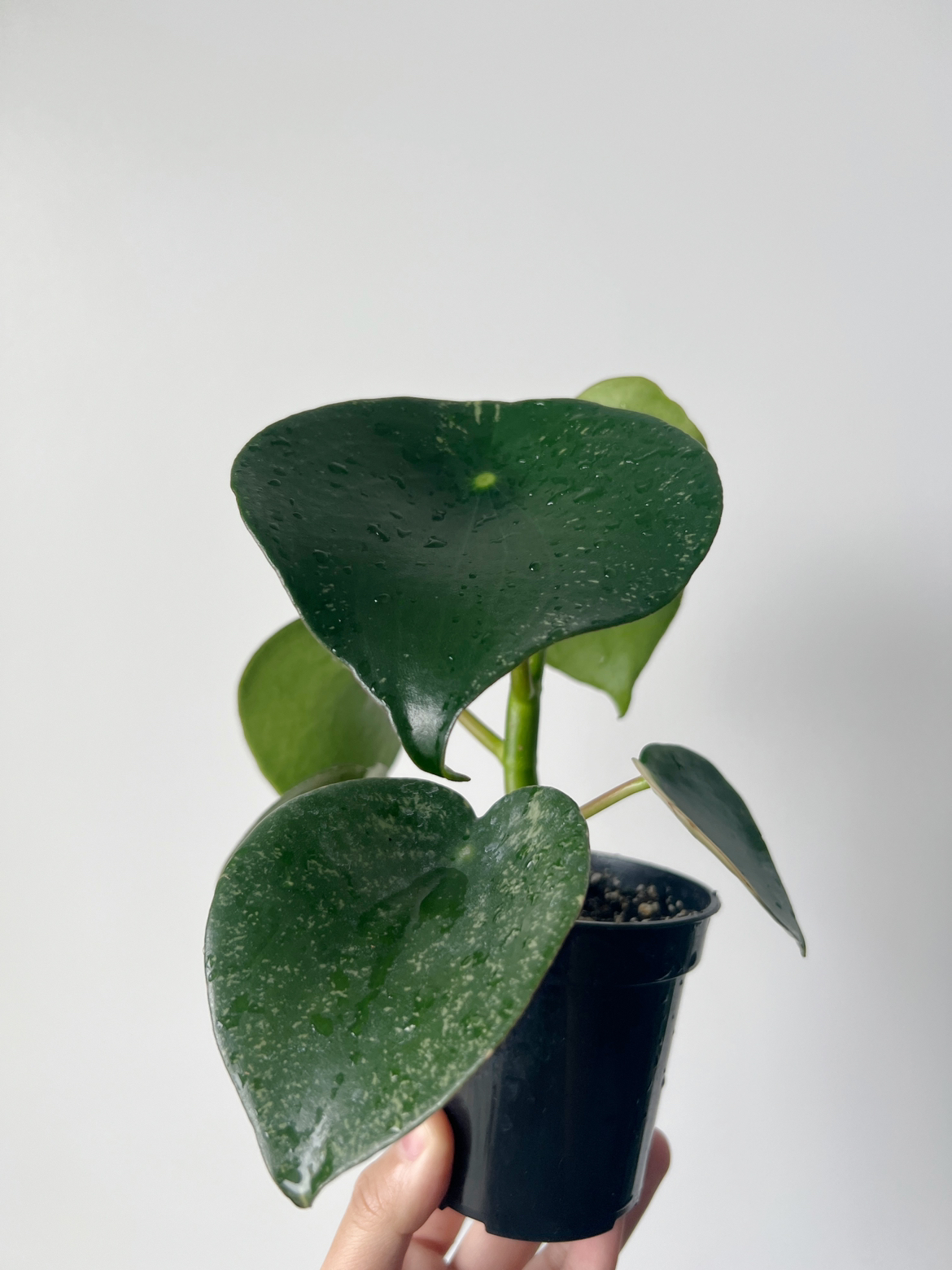 Houseplant 🪴 Peperomia raindrop image indicator(3)