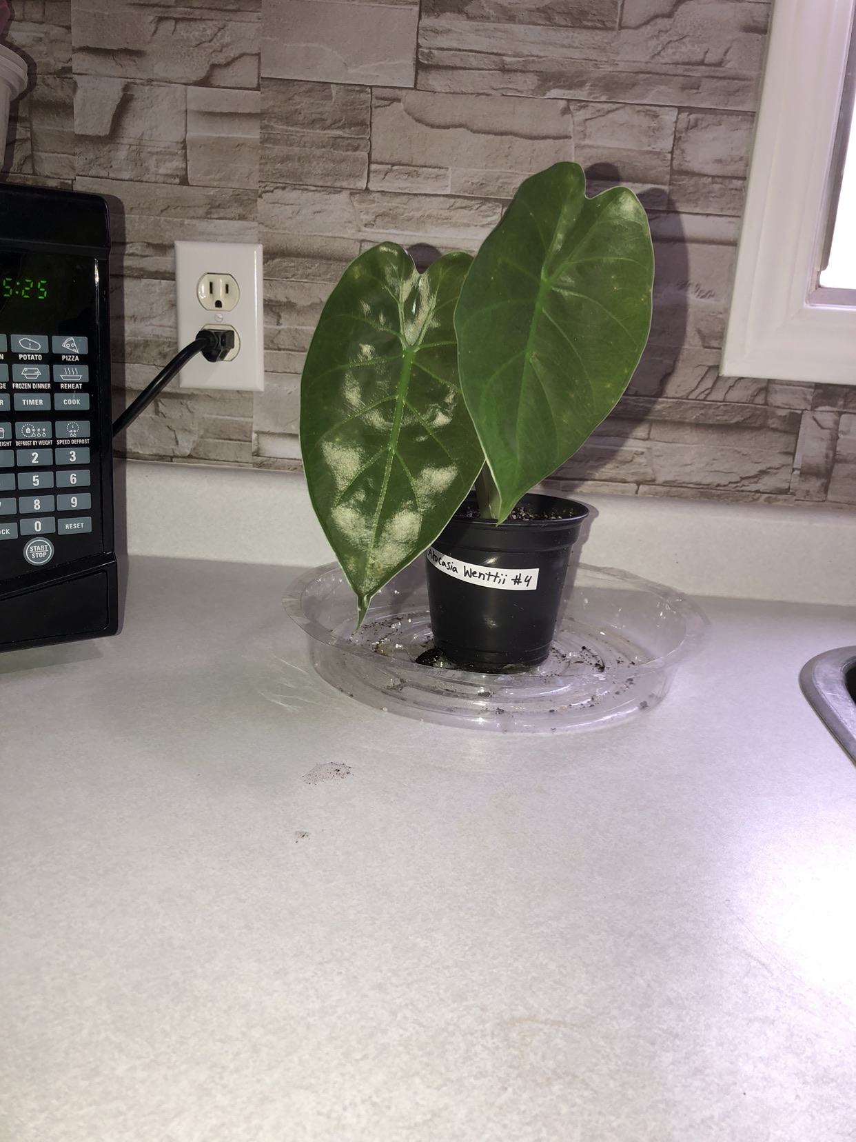 Alocasia Wentii Baby #4 🥕
