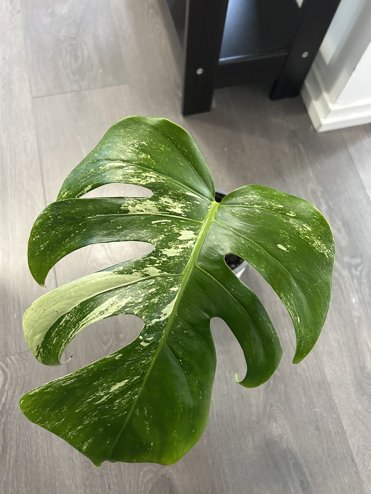 LAST ONE!! Monstera Thai Constellation - photo 3
