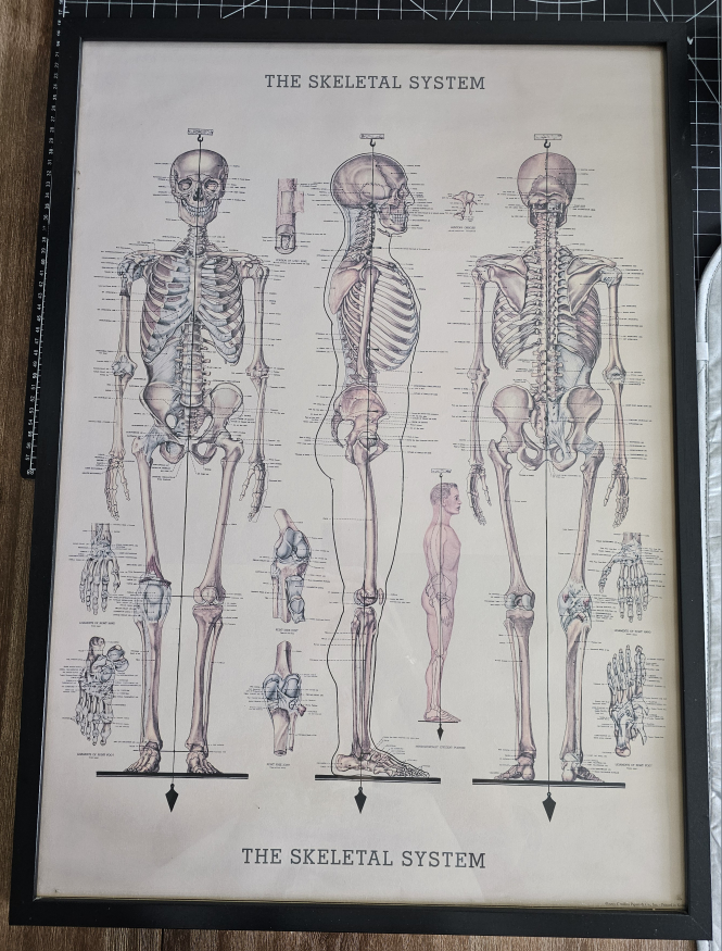 Skeleton picture - needs to go before 27th April thumbnail