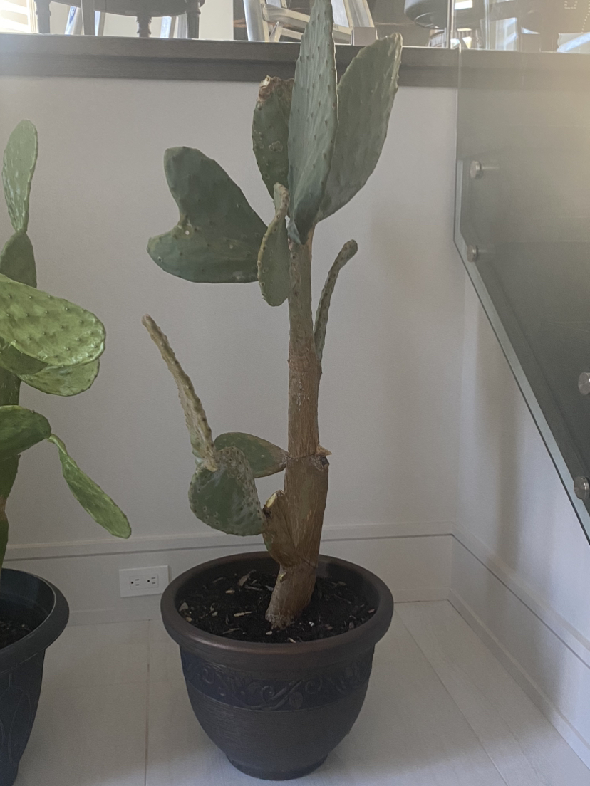 2XBeautiful cactus planter-Free image indicator(4)