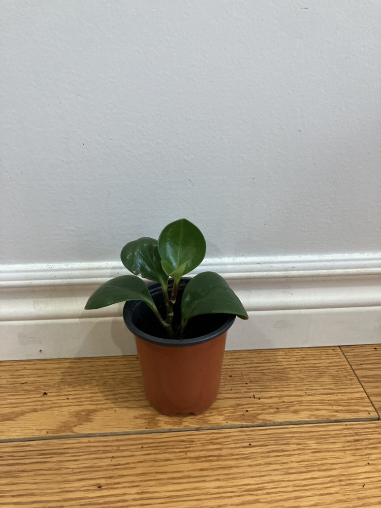Small Baby Rubber plant thumbnail