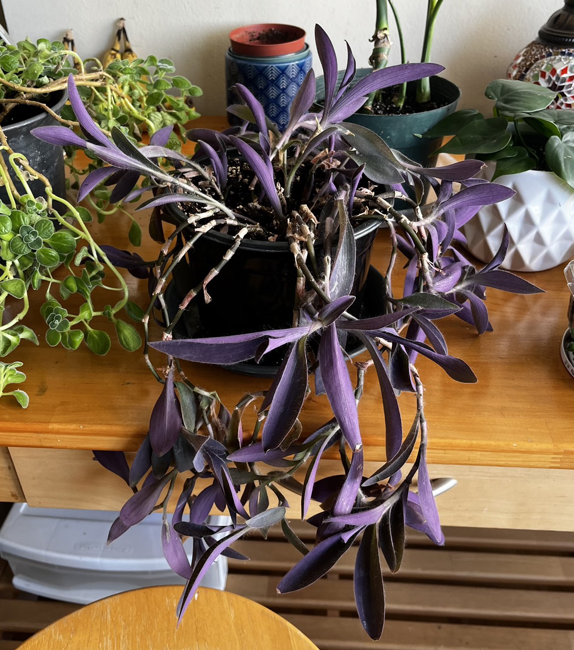 Plant purge $10 each or $40 for all 5 - photo 2