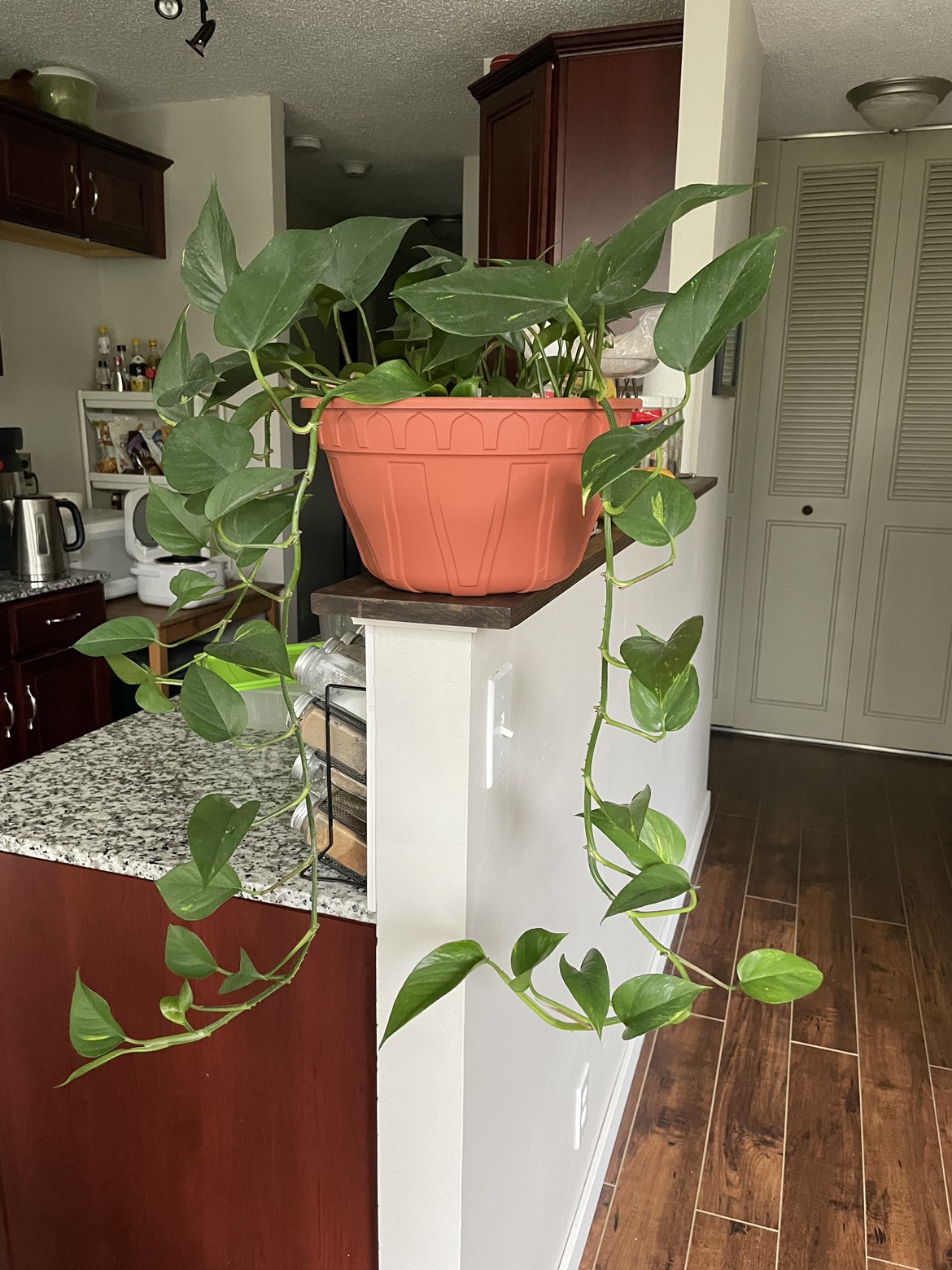 Pothos in 10” hanging planter