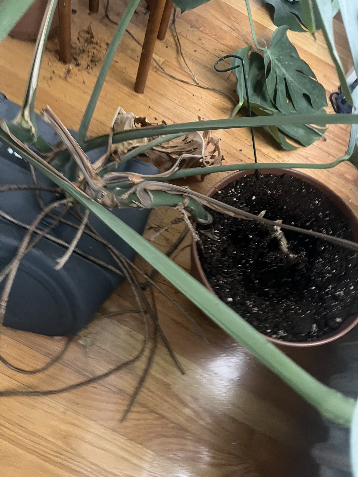 Monstera - photo 3