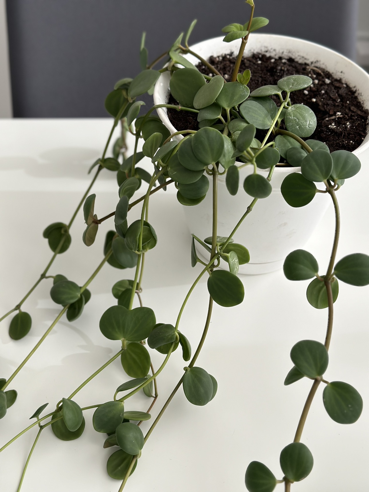 Plant thumbnail